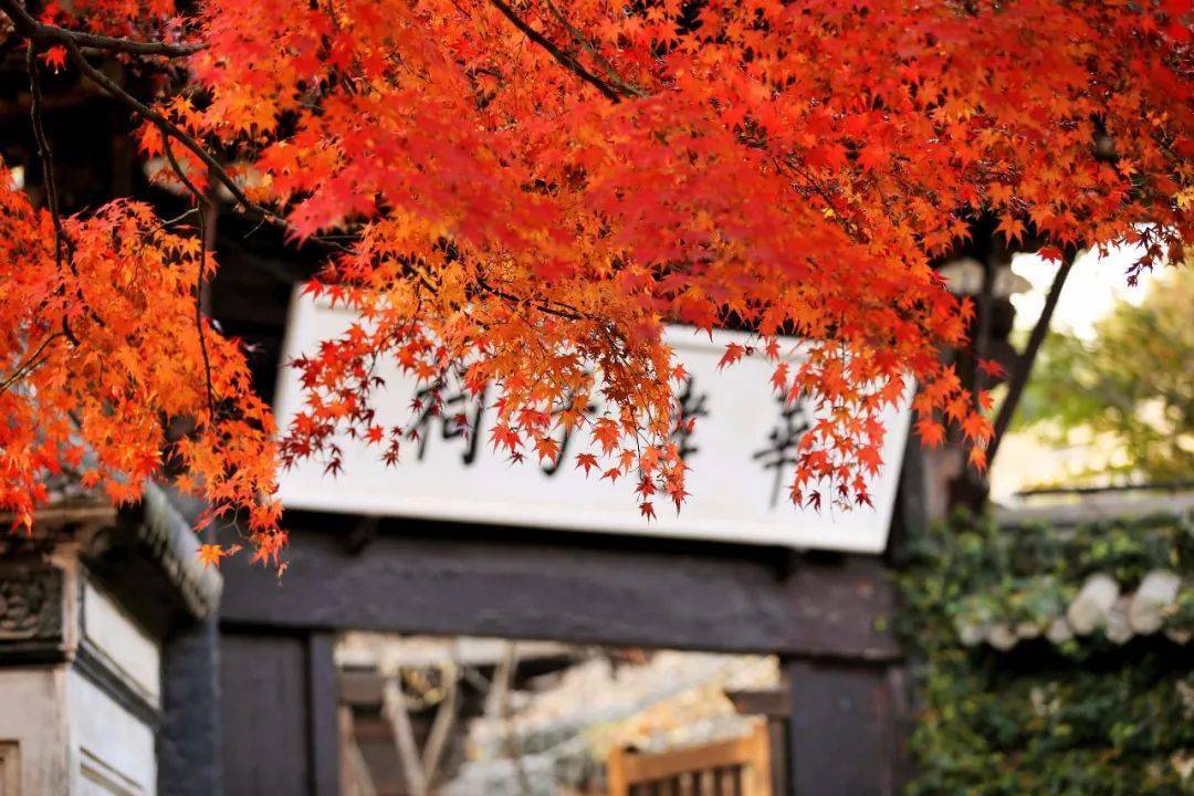 江浙沪这10个赏红胜地不可错过!