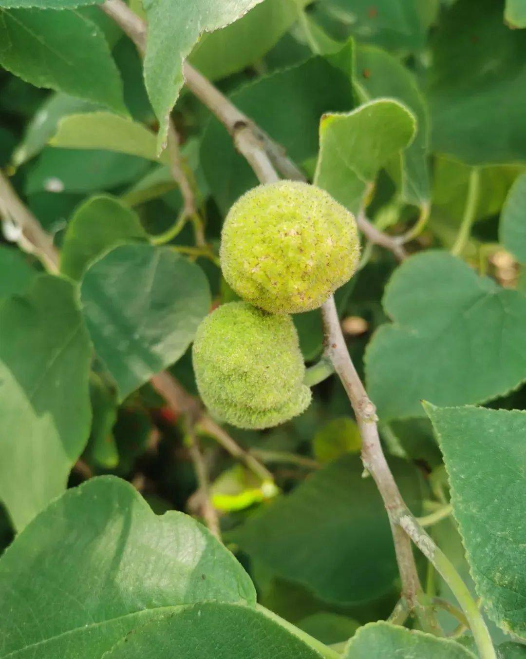 高考地理 | 风成地貌断子绝孙树 | 构树_沙丘_作用_形态