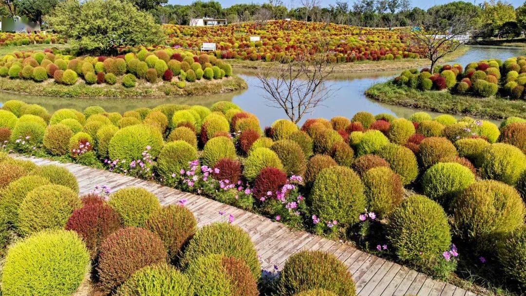 绿"摄"上海 | 大自然的"红妆"～抹起来了_世纪公园_长春_维维