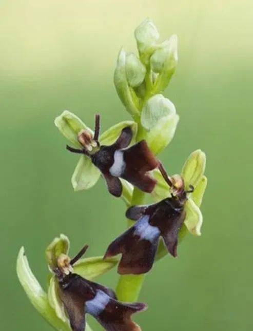 【乱石穿空】从未见过的奇花异草,开开眼界吧_兰花_炮弹_洋地黄