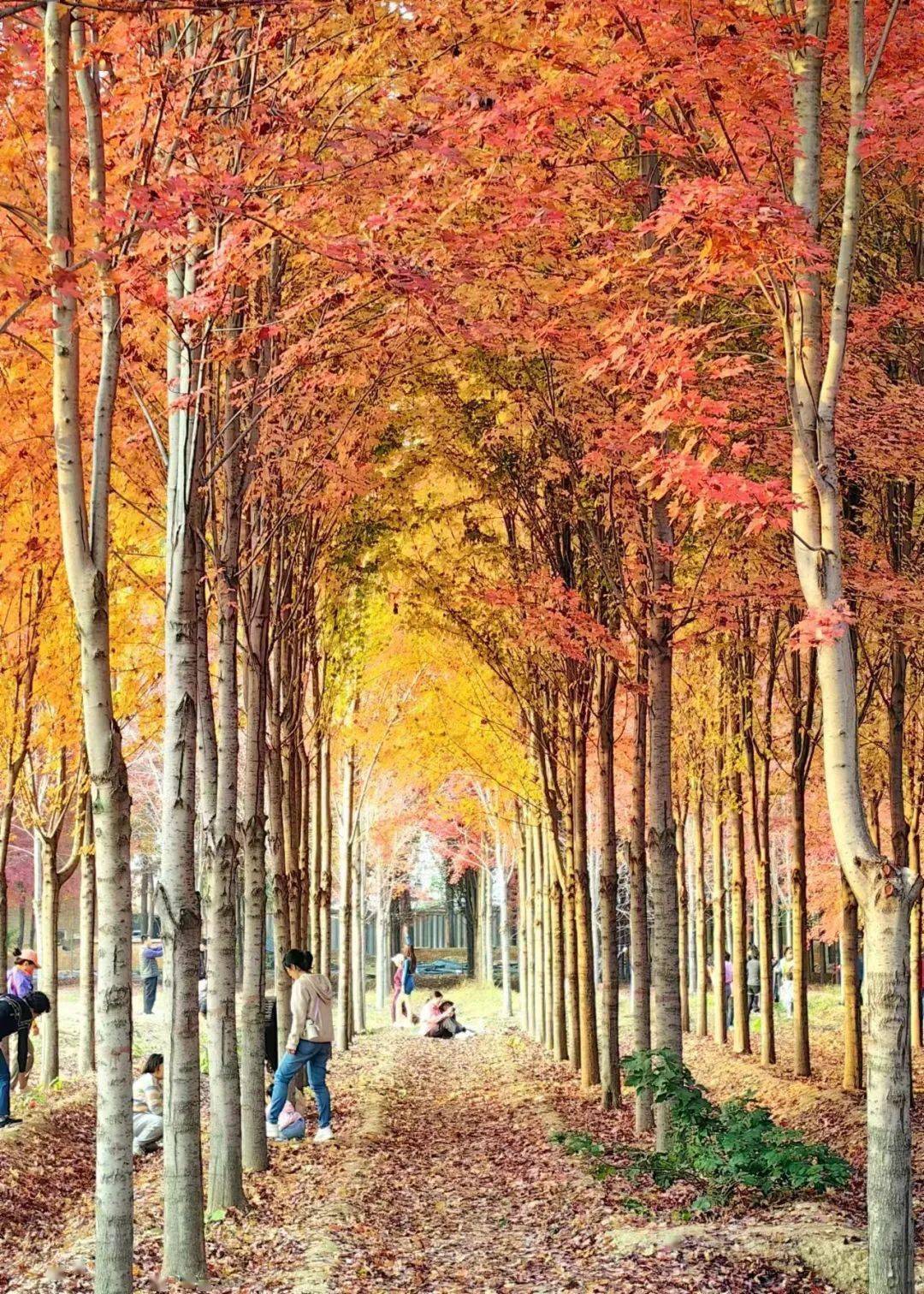 来昌平兴寿东营村,这里有个"红叶隧道",美得很~_兴寿镇_缝隙_时光