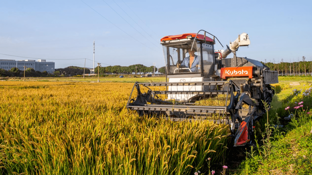 喜看稻菽千重浪,江村大米迎丰收_弓村_稻田_发展