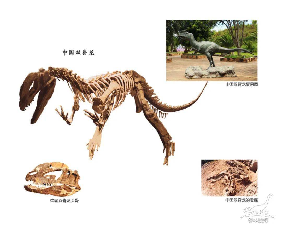 中国双脊龙云南龙属于原蜥脚类植食龙,生存于侏罗纪早期,化石发现于