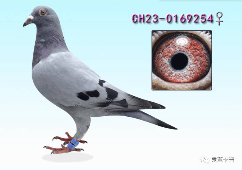 ch23-0169254雌黄金配对直孙女_决赛_三关_关鸽