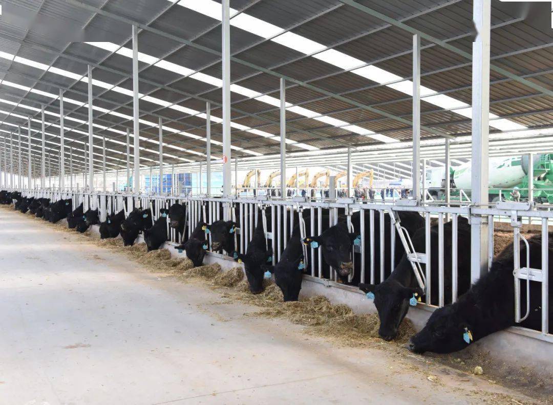 新闻调查⑩ | 这个光伏有点儿"牛"_建设_牛棚_项目