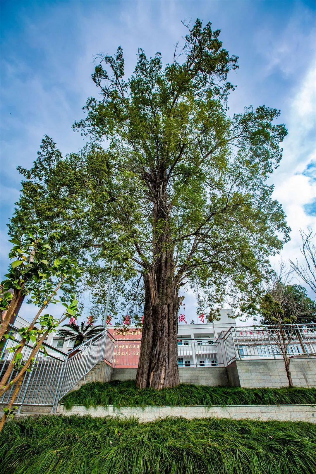天全古桢楠,连香树群落获评雅安"十大树王""十大珍稀植物群落"_树龄