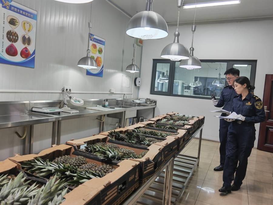 完美电竞非洲贝宁菠萝实现最快输华力争一年30万吨！进博会成进口水果最“卷”现场(图7)