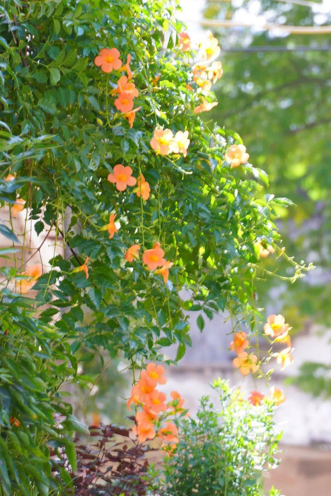 凌霄花花语——慈母之爱,"敬佩,荣誉"凌霄花它从《诗经》中走来:"山有
