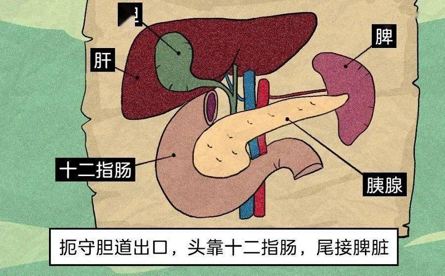 胃的毗邻图片