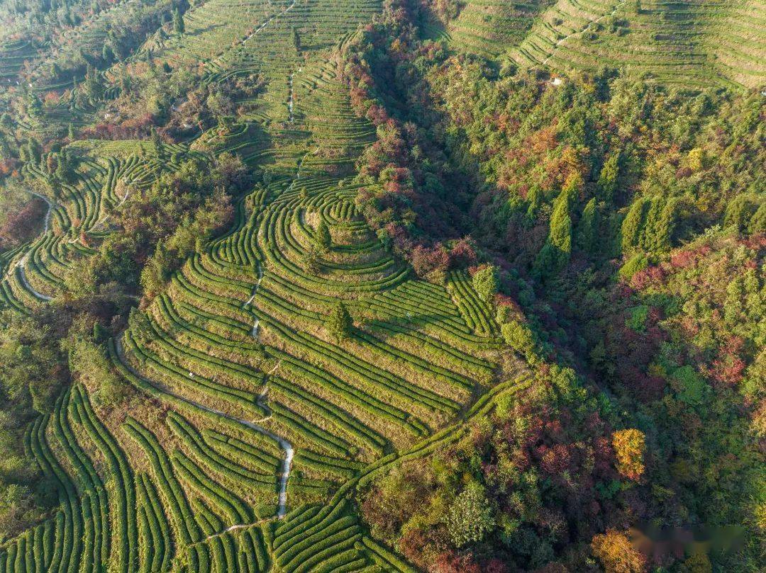 十一月,毕节长这样→_纳雍县_水东镇_银杏