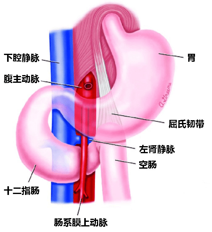 肠系膜上下动脉血管图图片