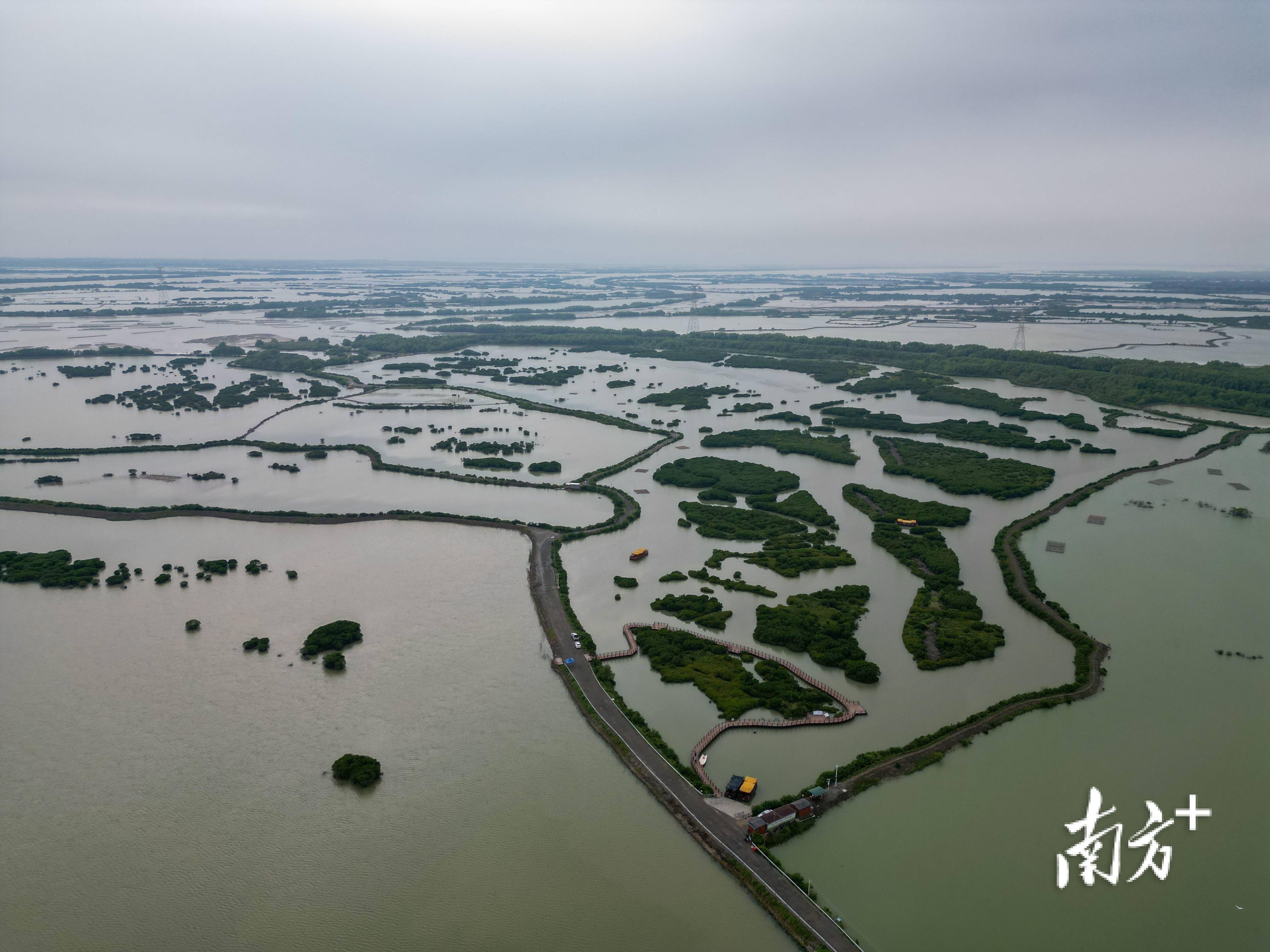 湛江市麻章区湖光镇:"海岸卫士"红树林变身"金树林"_保护区_许何_村民