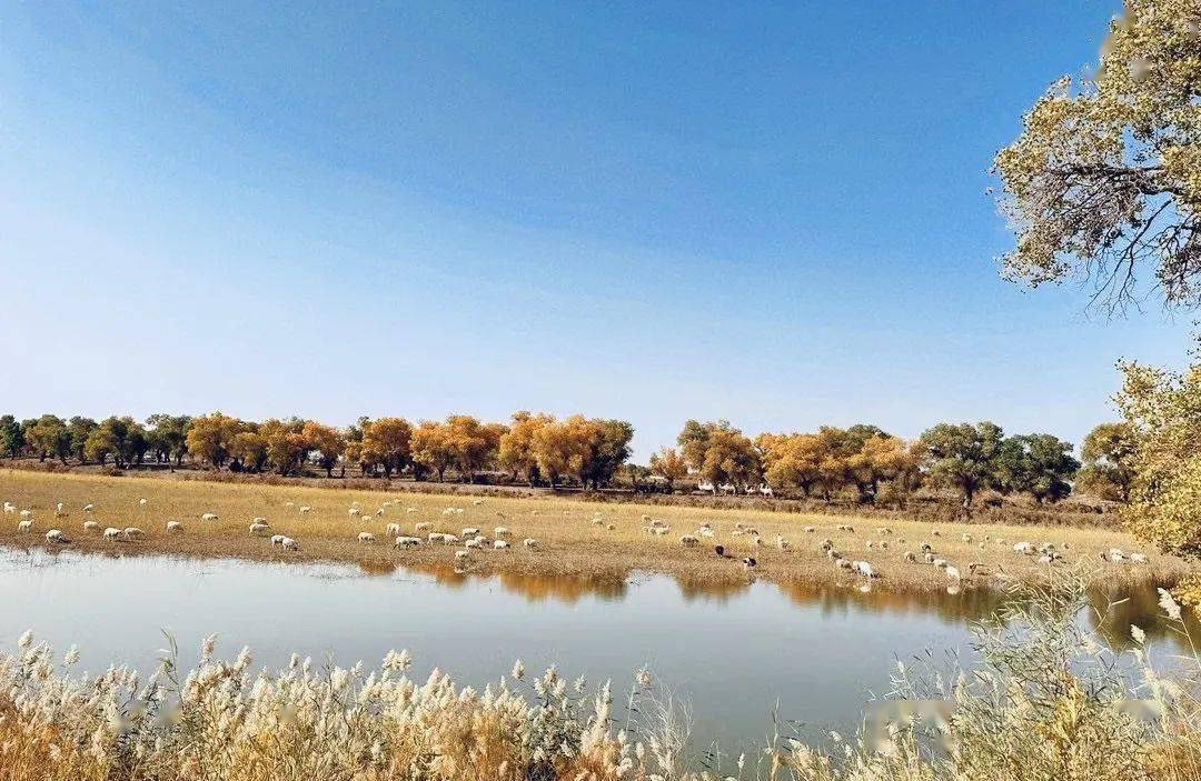 景区环线38公里,分别有喀什河丝路古道驿站,金色胡杨岛,红海湾水上