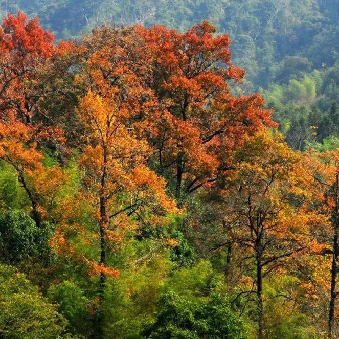 龙岩人的登高攻略!秋日爬山有这些好去处→_looking_梅花山_for
