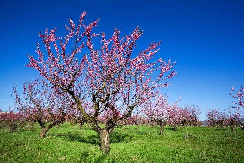 桃树四季的变化图片