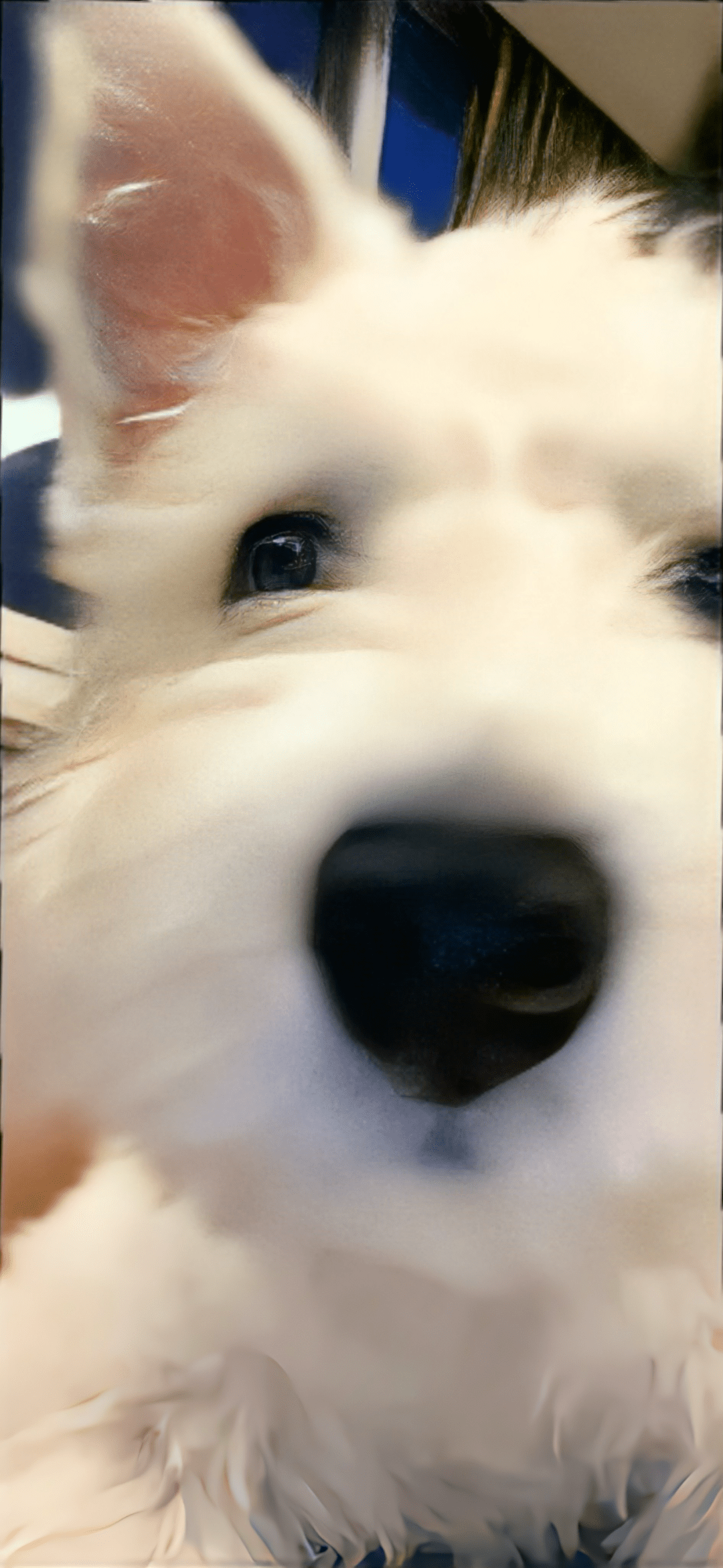 今日の壁纸推荐,11-8_生活_傻瓜_爱情