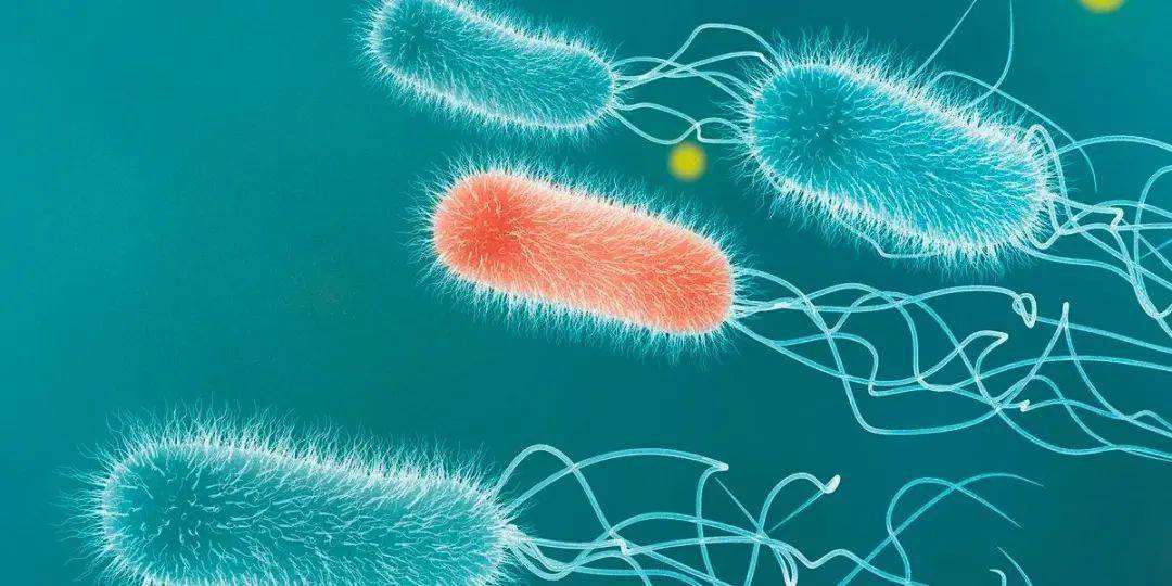 浅析细菌制裁摸鱼者的三大策略_合作_停止生产_研究