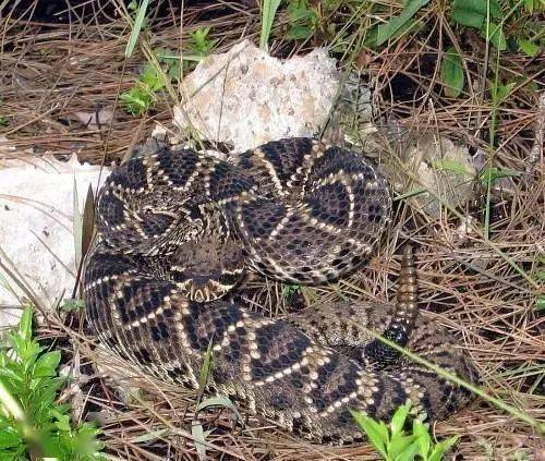 今日头条陕西女孩被毒蛇咬伤宁死不说种类最终丧命母亲翻看手机后发现