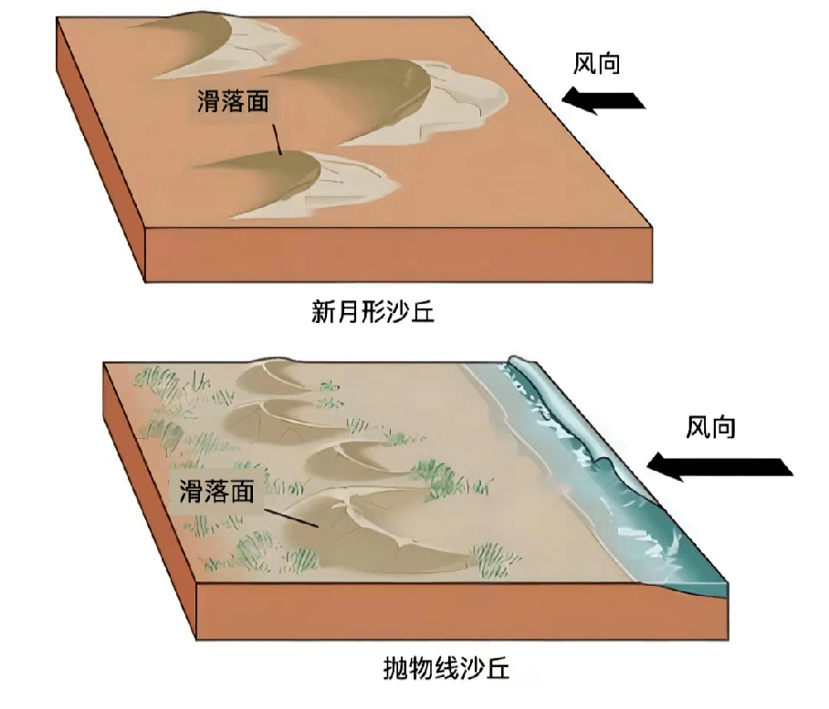 新月形沙丘在两组风向斜交的情况下一翼消失,另一翼延伸发展成为沙垄