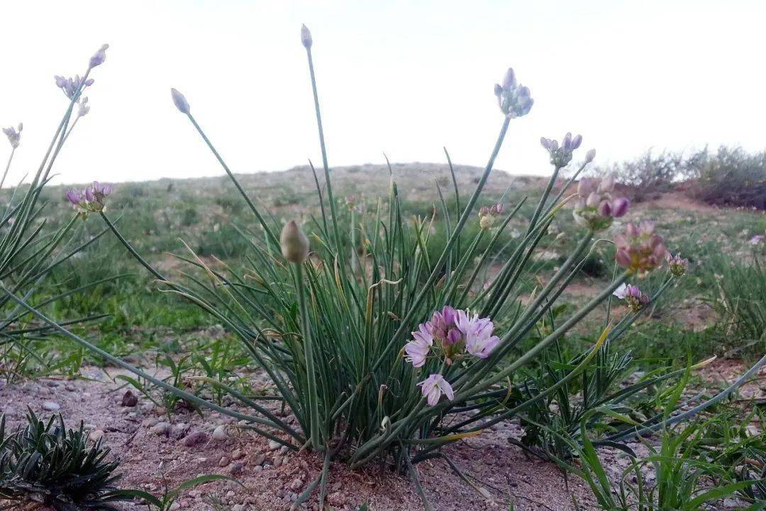 它是能让羊肉不膻的"神奇蔬菜"_沙葱_美味_含水量
