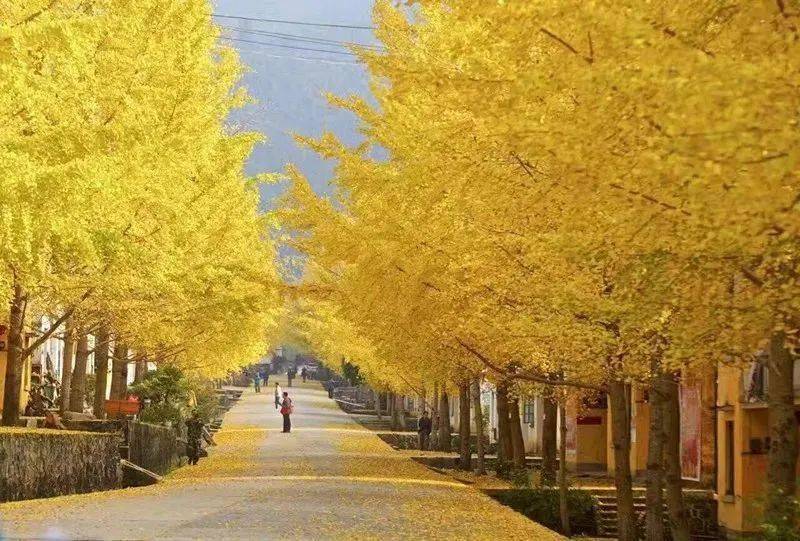 早鸟价439 【2023年第一届南雄帽子峰银杏13公里徒步节】11.