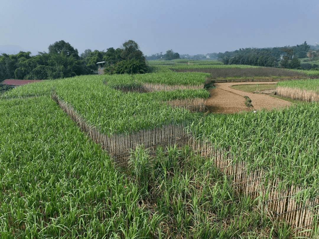 四川甘蔗种植基地图片