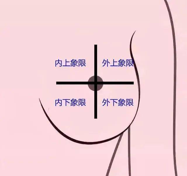 乳房四个象限的划分图图片