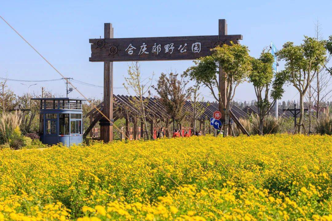 合庆郊野公园"国味菊"进入盛花期_菊花_种植_阳光