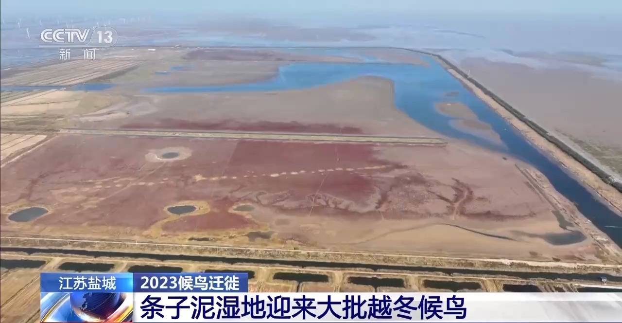 候鸟迁飞路上的“加油站”!条子泥湿地迎来大批越冬候鸟_栖息地_深水_盐城