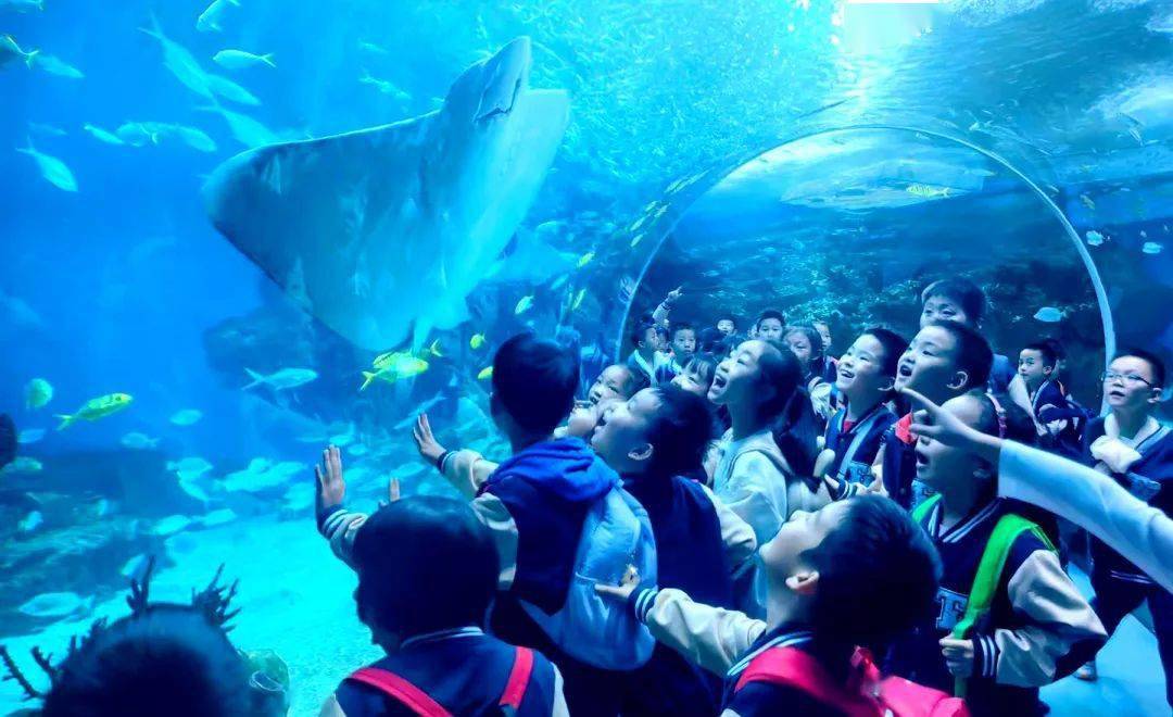 行走的课堂 | 一,二年级:赴一场沉浸式海洋探索05_成都_世界_极地