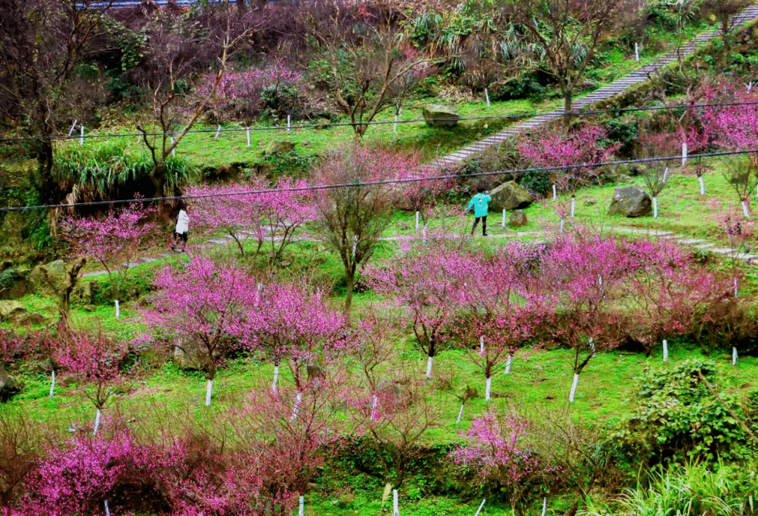 梅山镇梅峰村图片