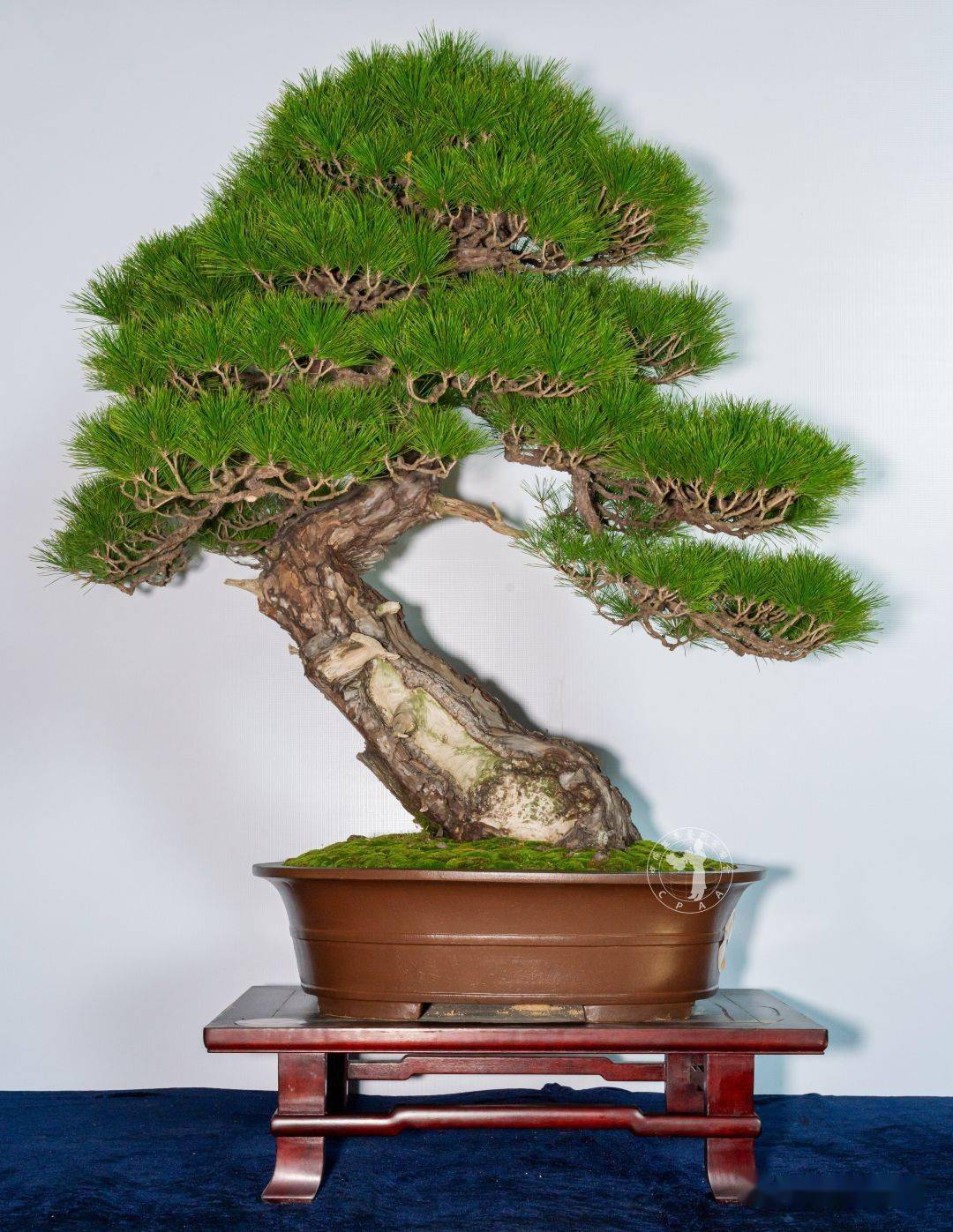 话小康"榆树 高110cm 黄岩再米根艺盆景园藏品"山涧有柏云在飞"真柏