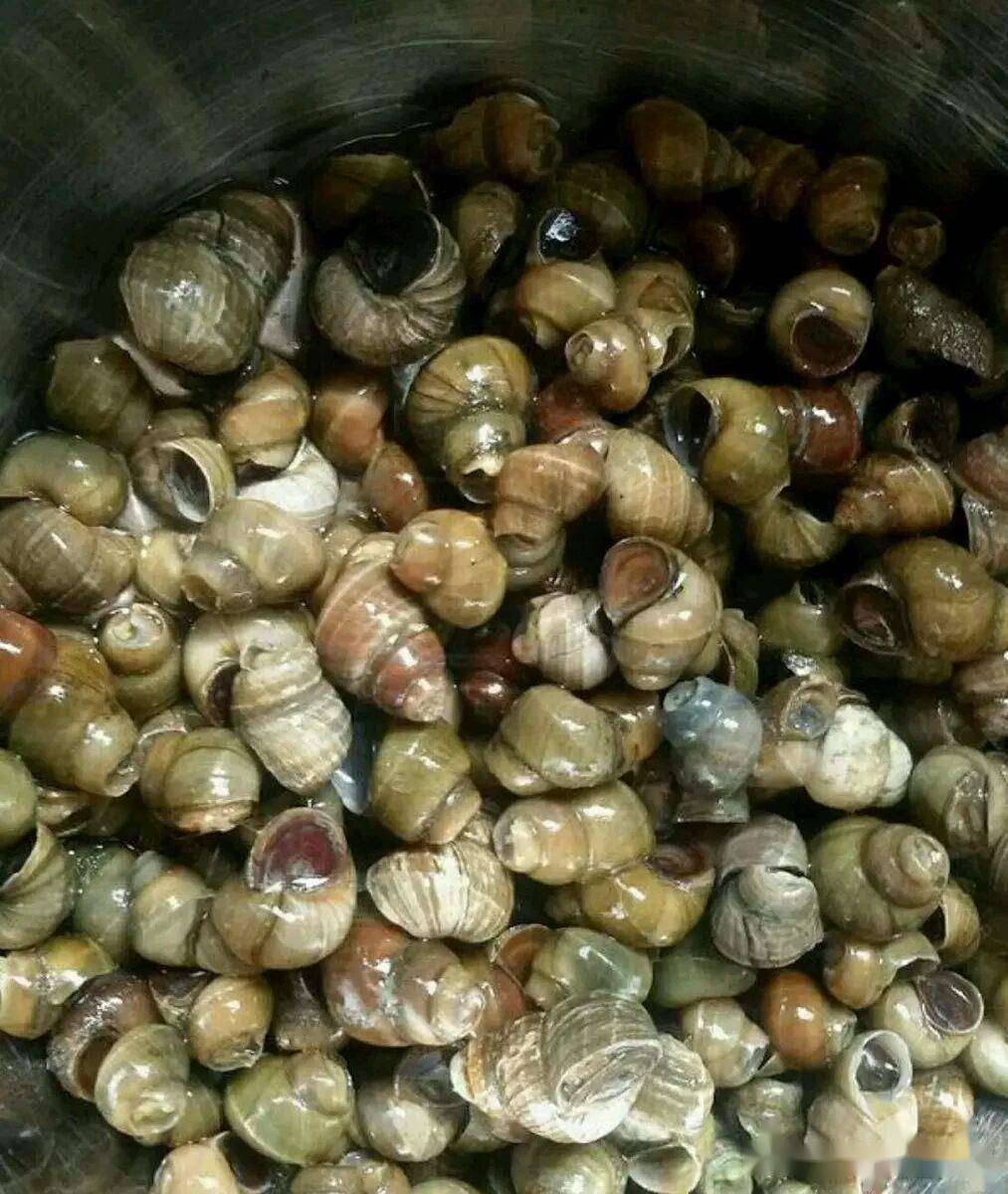 古人吃出了4万平米螺蛳壳山,这些才是真螺蛳?_滇池_古滇_遗址