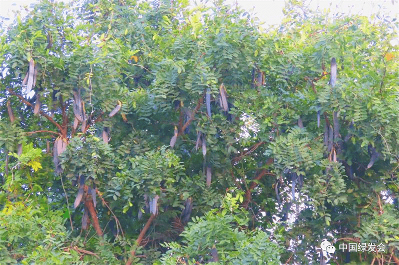 认识植物皂荚:天然的"肥皂"_荚果_叶片_种子