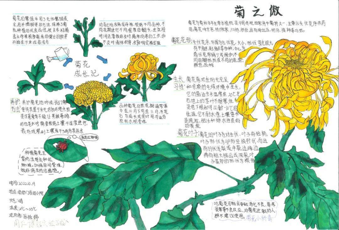 菊花的生长过程 绘画图片