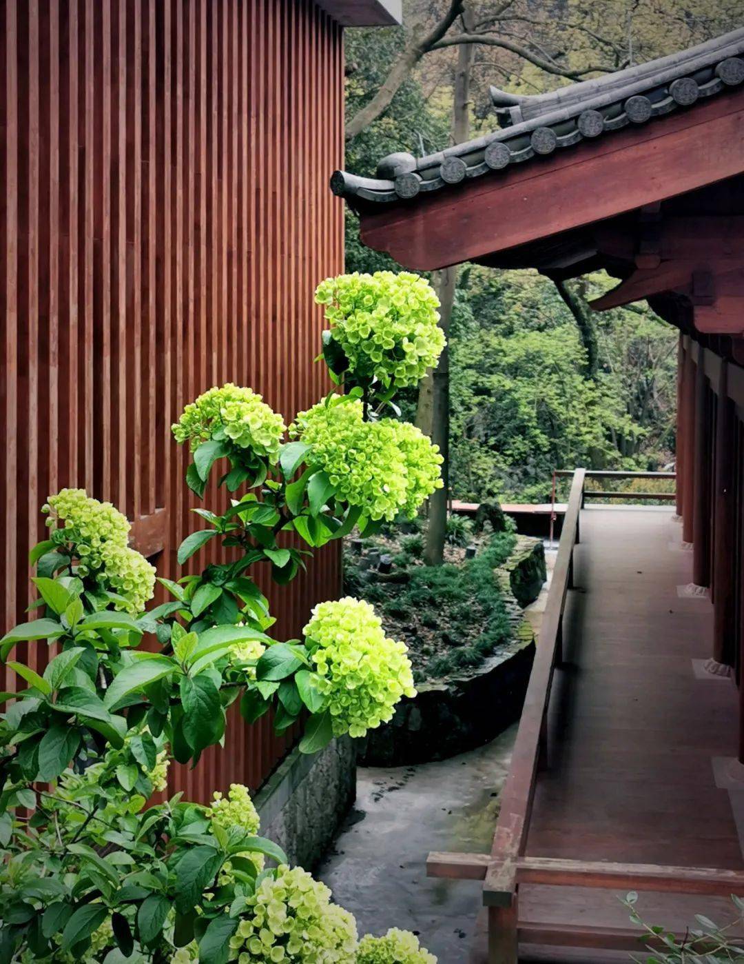 印光大师开示 夏莲居图片