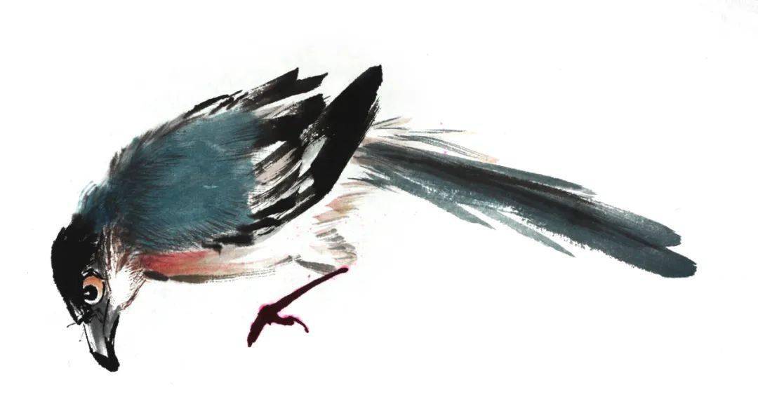 【国画教程】灰喜鹊的画法_黑色_腹部_技法