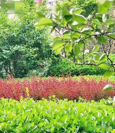 凤鸣:老鳏夫之五_朝梦彦_医生_病人