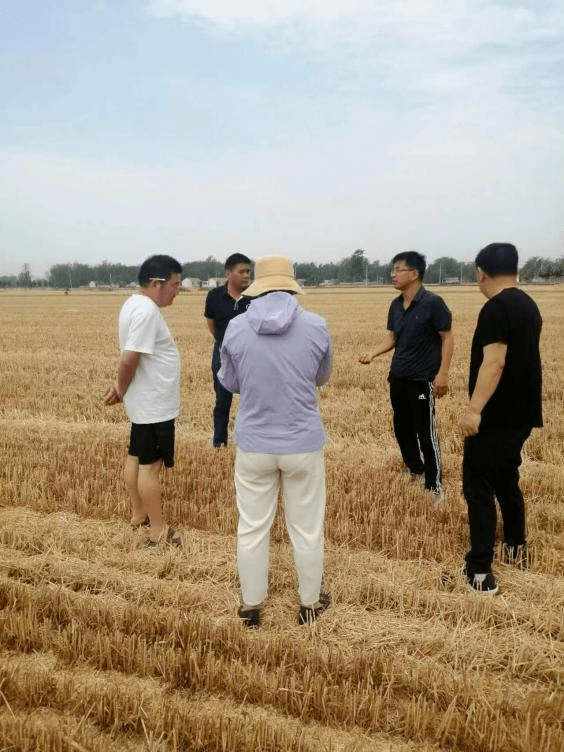 【支部领办合作社】单县曹庄乡辛滩集村:大田托管服务好,小麦育种效益