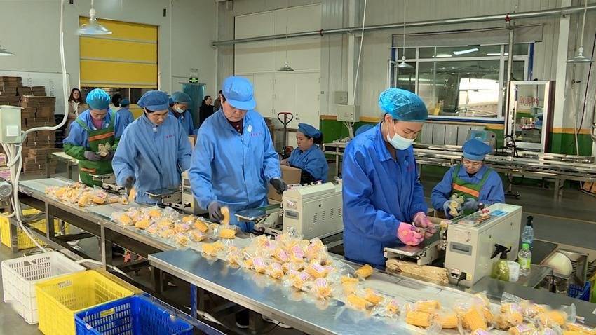 公主岭:鲜食玉米产业蓬勃发展_加工_生产_吉林省