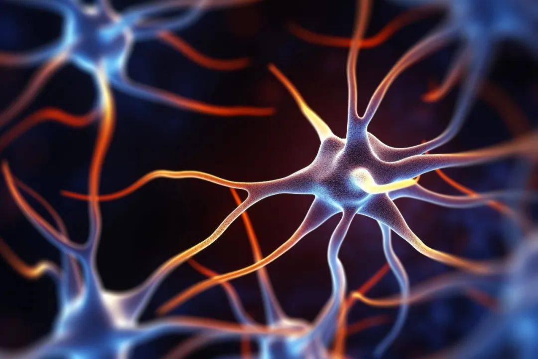 孩子脑发育的关键期,你抓住了吗?_大脑_神经元_人类