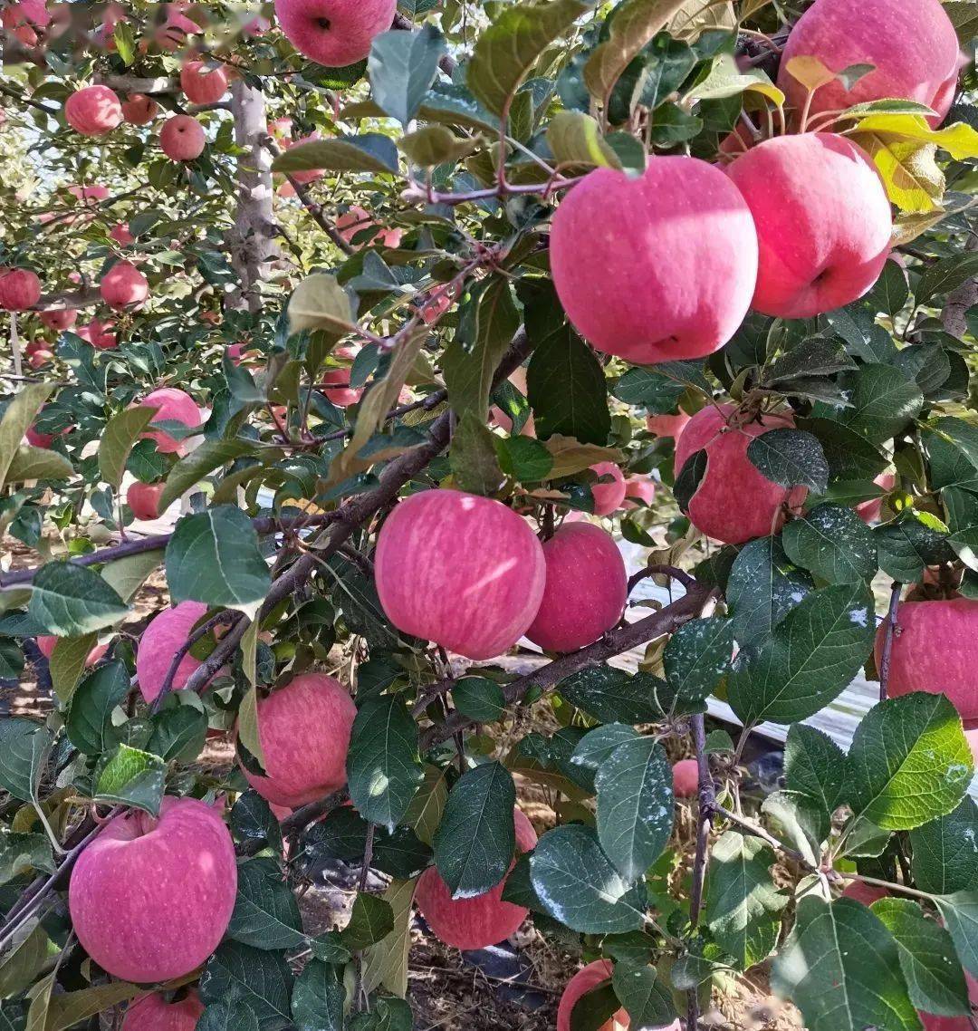 洛川苹果,红富士,花牛苹果,阿克苏冰糖心苹果找货源!_产地_产量_区间