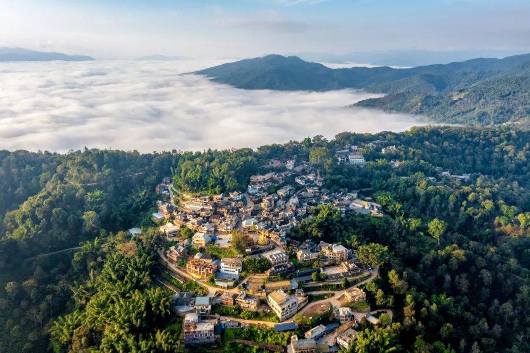 景迈山古茶林,千年回甘