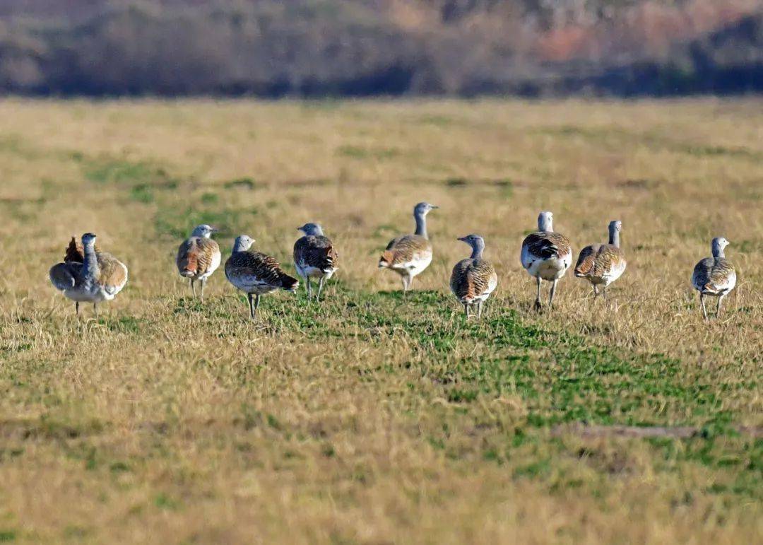 11只国家一级重点保护动物——大鸨现身吴忠黄河湿地_鸟类_草地_数量