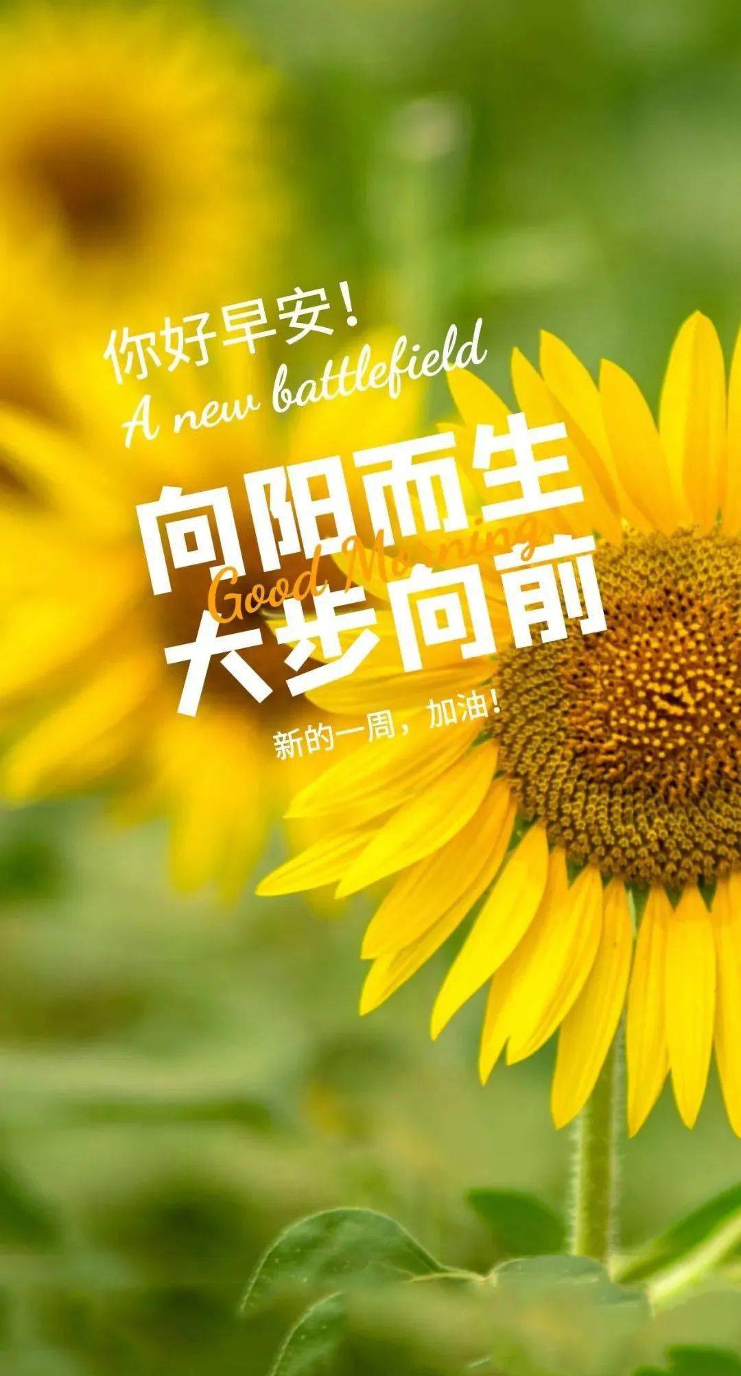早安正能量语录句子:把握今天,努力书写精彩明天!