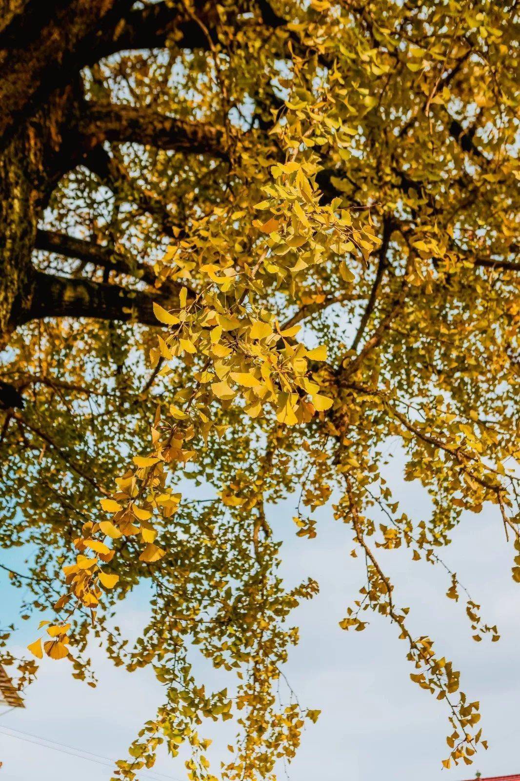 你被金华哪里的一抹金黄所吸引?_兰溪_公园_树叶