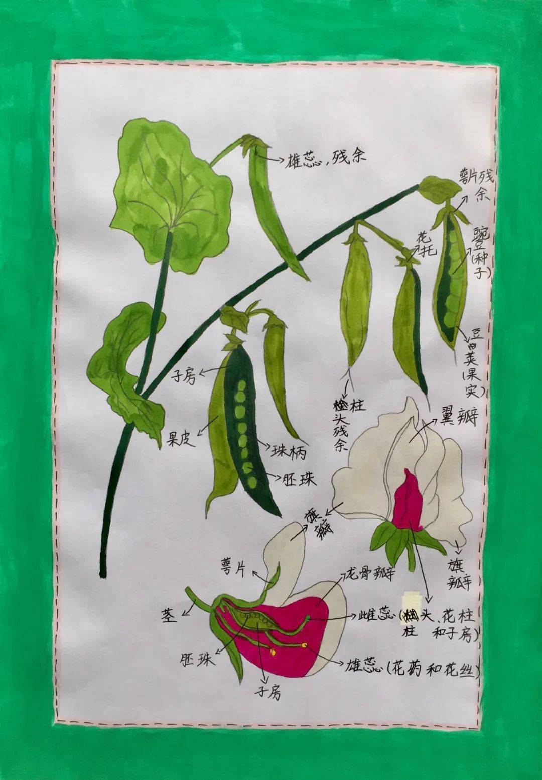 乐学的"自然科学爱好者"——濮阳市油田第一小学暑期"我的植物画报"展
