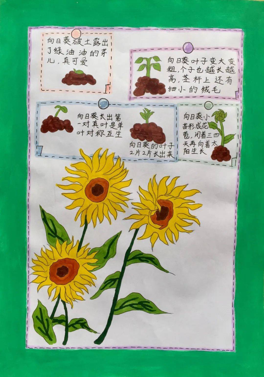 乐学的"自然科学爱好者"——濮阳市油田第一小学暑期"我的植物画报"展