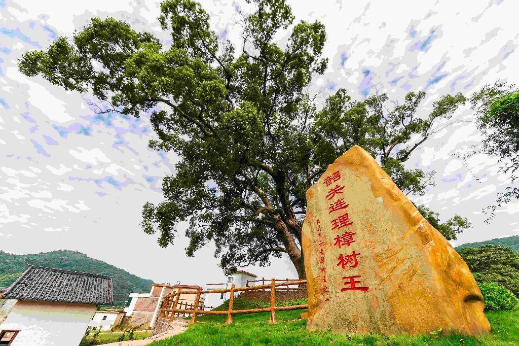 韶关浈江花坪的一对连理樟树王,枝繁叶茂相依相偎470年_塘村_乡村
