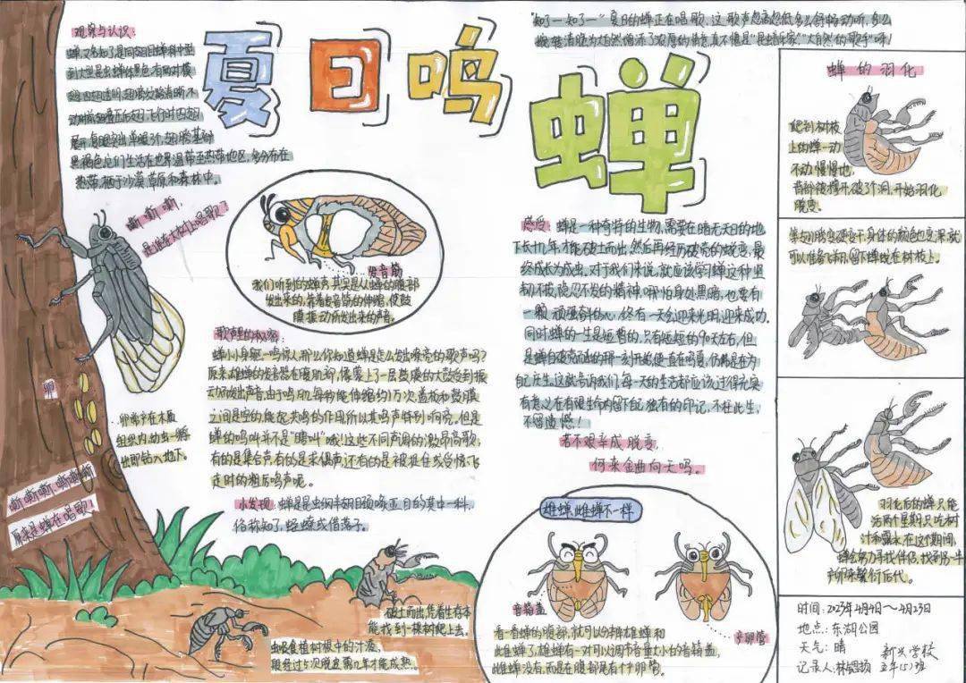 关于蝉的一生的手抄报图片